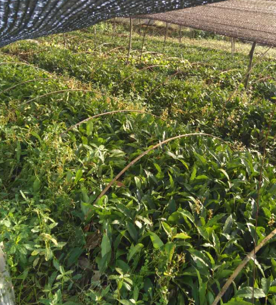 桂花小苗基地 桂花小苗價(jià)格