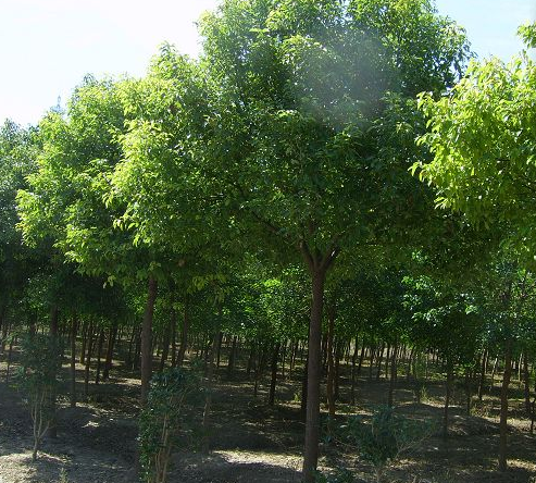 香樟樹大量銷售 香樟樹價格