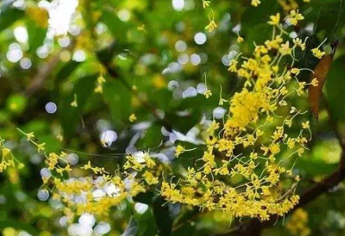 郴州市桂花厂家桂花大量销售 桂花供应