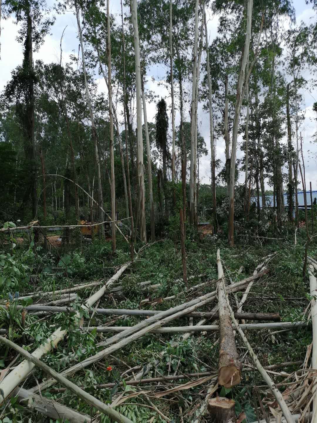 回收桉树园林木 佛山砍树 修剪图片