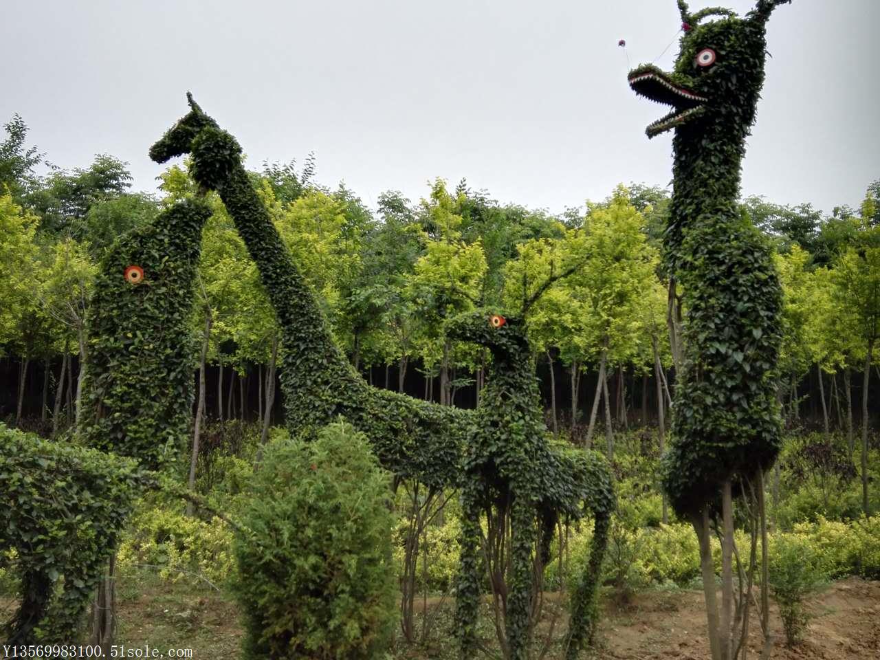 河南植物造型树基地图片