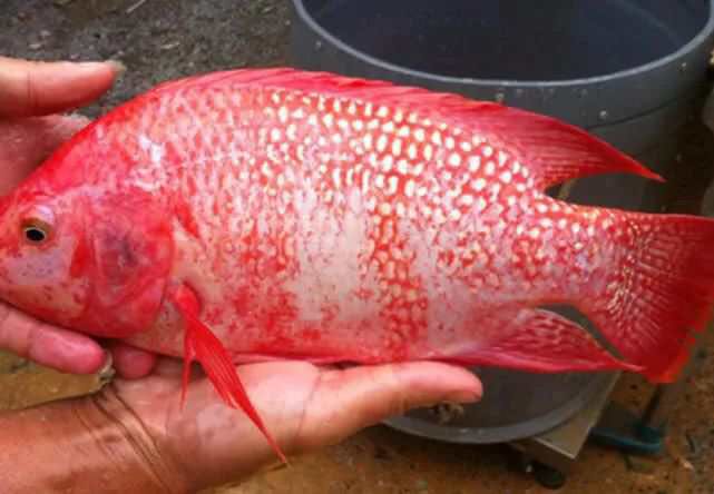 豹紋紅羅非魚紅羅飛魚批發(fā)豹紋紅圖片