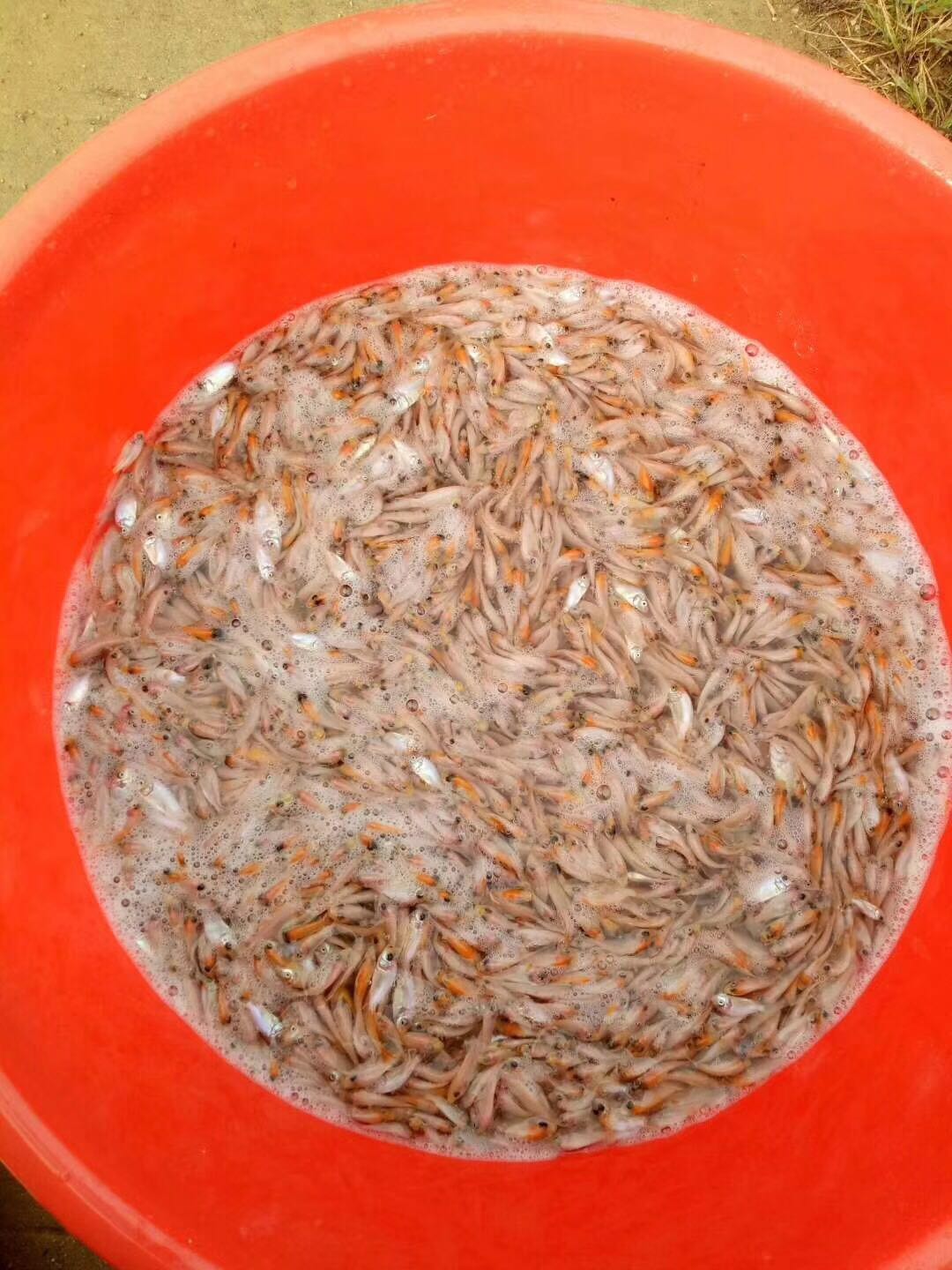 彩虹雕（紅羅非）大量批發(fā) 彩虹雕（紅羅非）魚苗批發(fā)