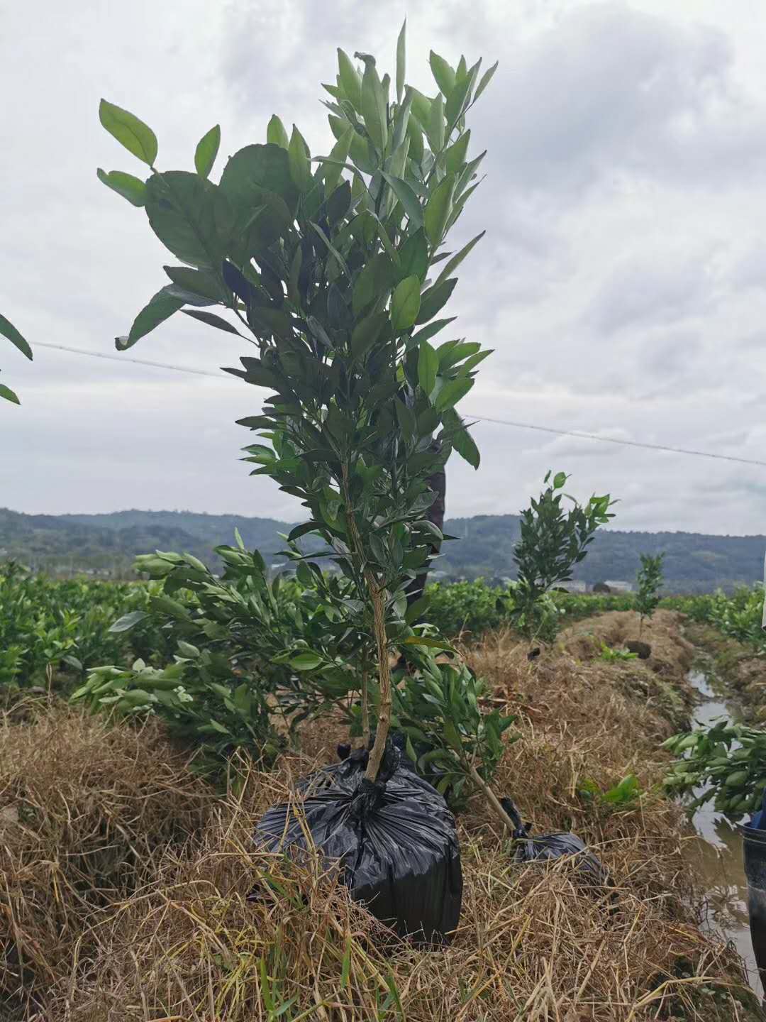 桔苗圖片/桔苗樣板圖 (2)