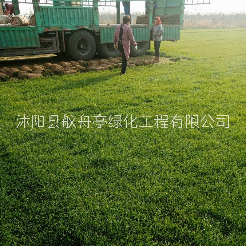 冷季型早熟草皮卷價格圖片/冷季型早熟草皮卷價格樣板圖 (1)