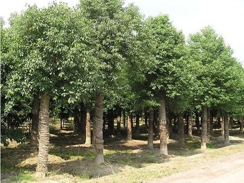 浙江香樟种植基地_12公分香樟销售_香樟批发价格 朴树 香樟图片