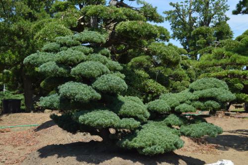 真的！罗汉松种植基地、批发、价格、供应商【海南市璟权园林工程有限公司】图片