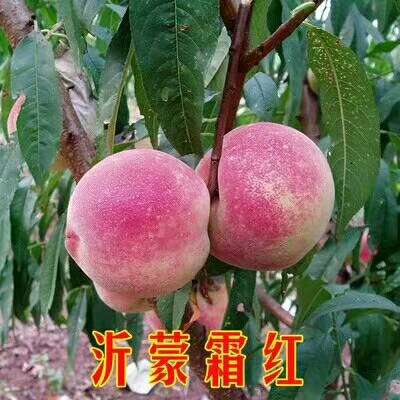 冬桃苗，映霜紅桃苗，圖片/冬桃苗，映霜紅桃苗，樣板圖 (1)