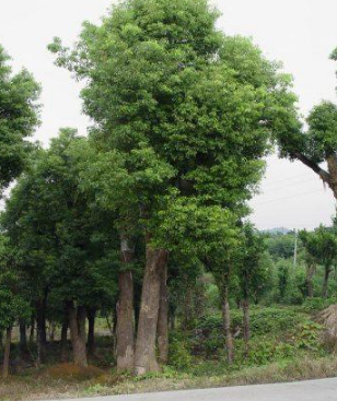 烏柏圖片/烏柏樣板圖 (2)