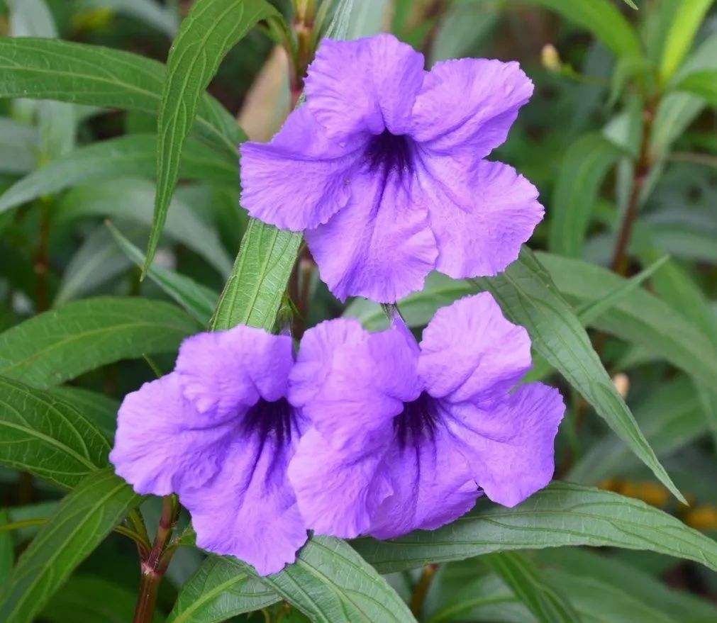 海南紫花翠蘆莉種植基地圖片/海南紫花翠蘆莉種植基地樣板圖 (2)