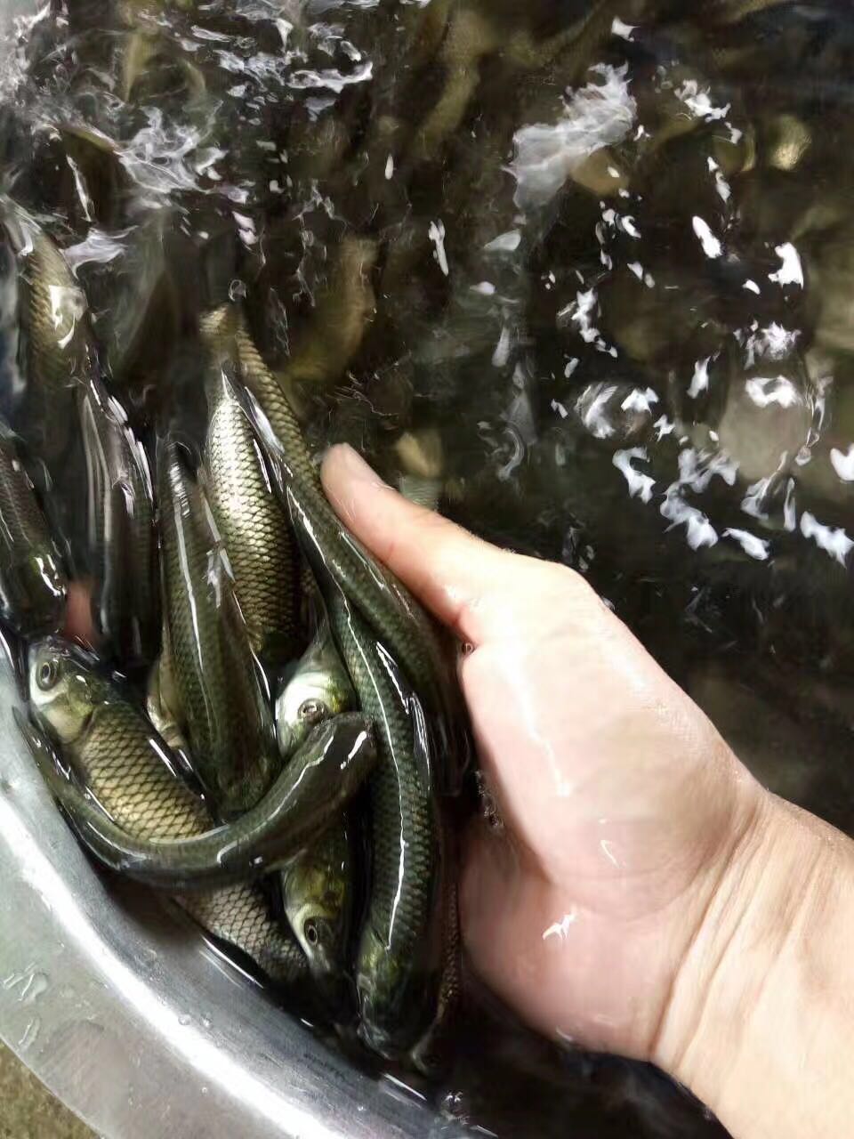 脆肉鯇 脆肉鯇.鯇魚苗 脆肉鯇.鯇魚苗批發(fā)價(jià)格可議