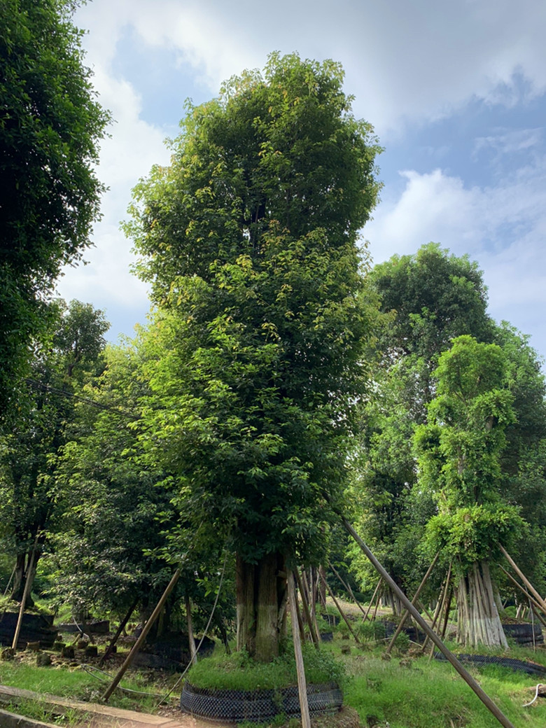 泸州地区大规模 多头香樟种植基地图片