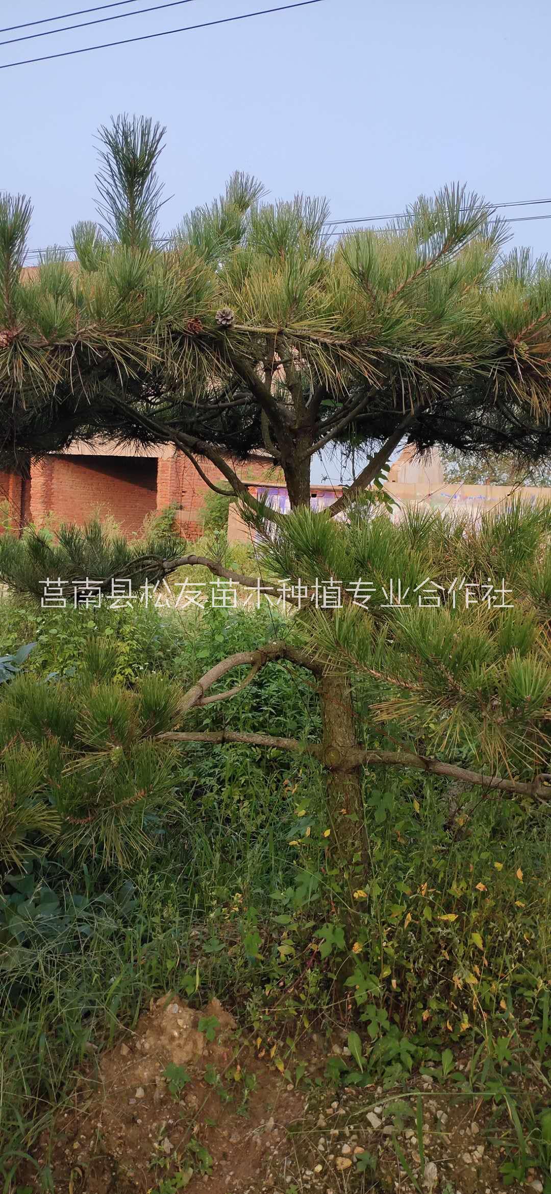 长沙黑松盆景树种植基地、批发价格图片