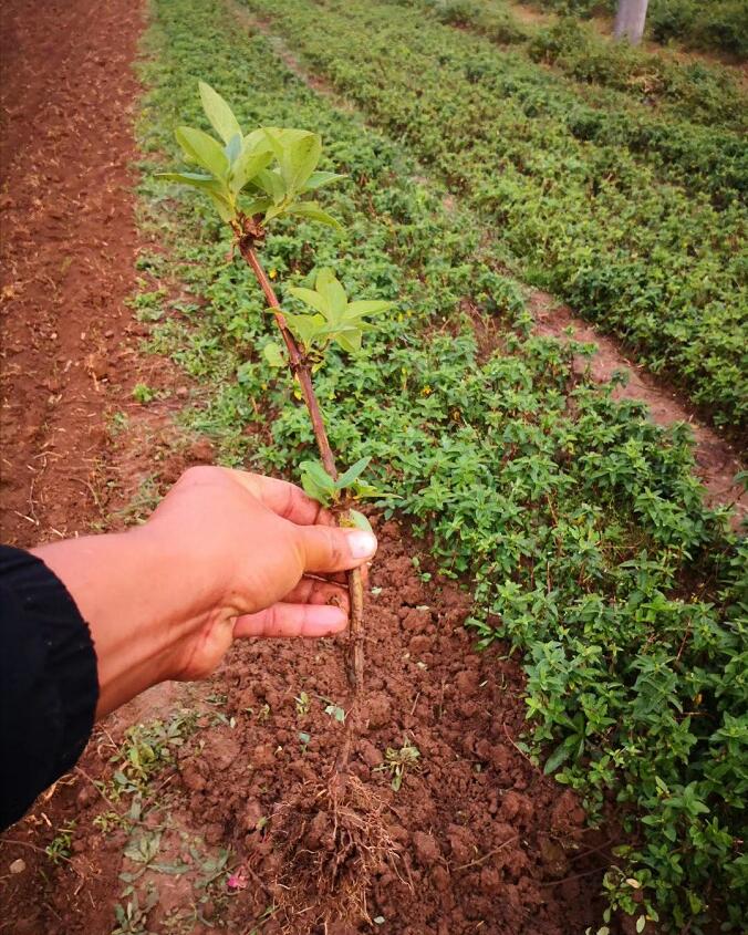 中药材金银花种苗出售，金银花种植基地直发，量大从优 金银花