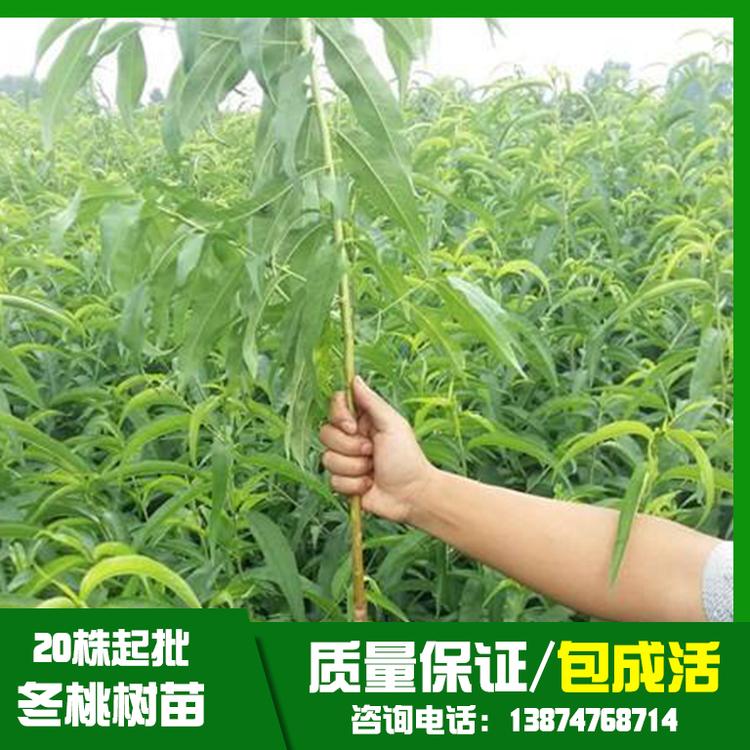 冬桃樹(shù)苗圖片/冬桃樹(shù)苗樣板圖 (2)