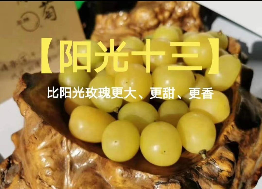 陽光十三葡萄苗圖片/陽光十三葡萄苗樣板圖 (2)
