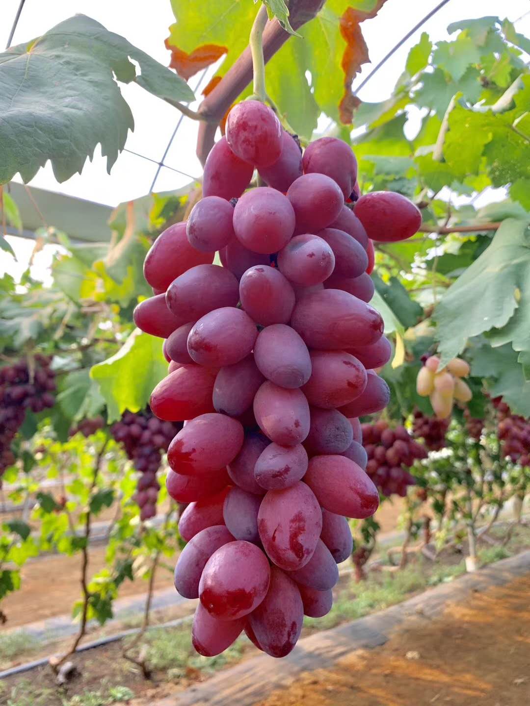 嫦娥指葡萄苗圖片