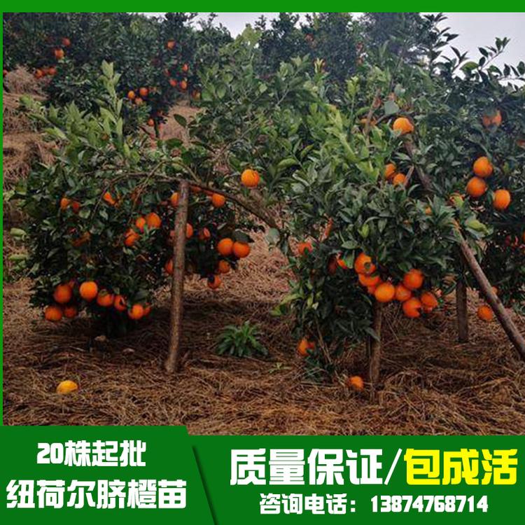 臍橙苗圖片/臍橙苗樣板圖 (3)