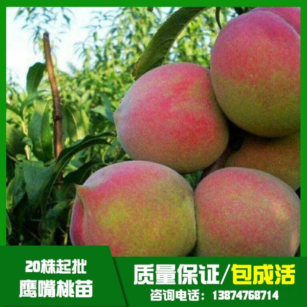 貴州鷹嘴桃樹苗基地直銷、批發(fā)、價(jià)格、大量供應(yīng)【祁陽縣旺龍種植合作社】