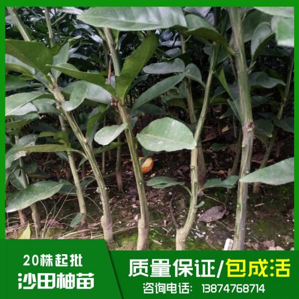 云南沙田柚苗基地直銷(xiāo)、批發(fā)、價(jià)格、大量供應(yīng)【祁陽(yáng)縣旺龍種植合作社】