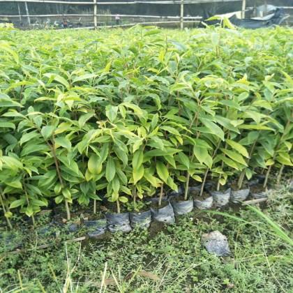 廣東肇慶沉香中杯苗種植基地銷售批發(fā)價格