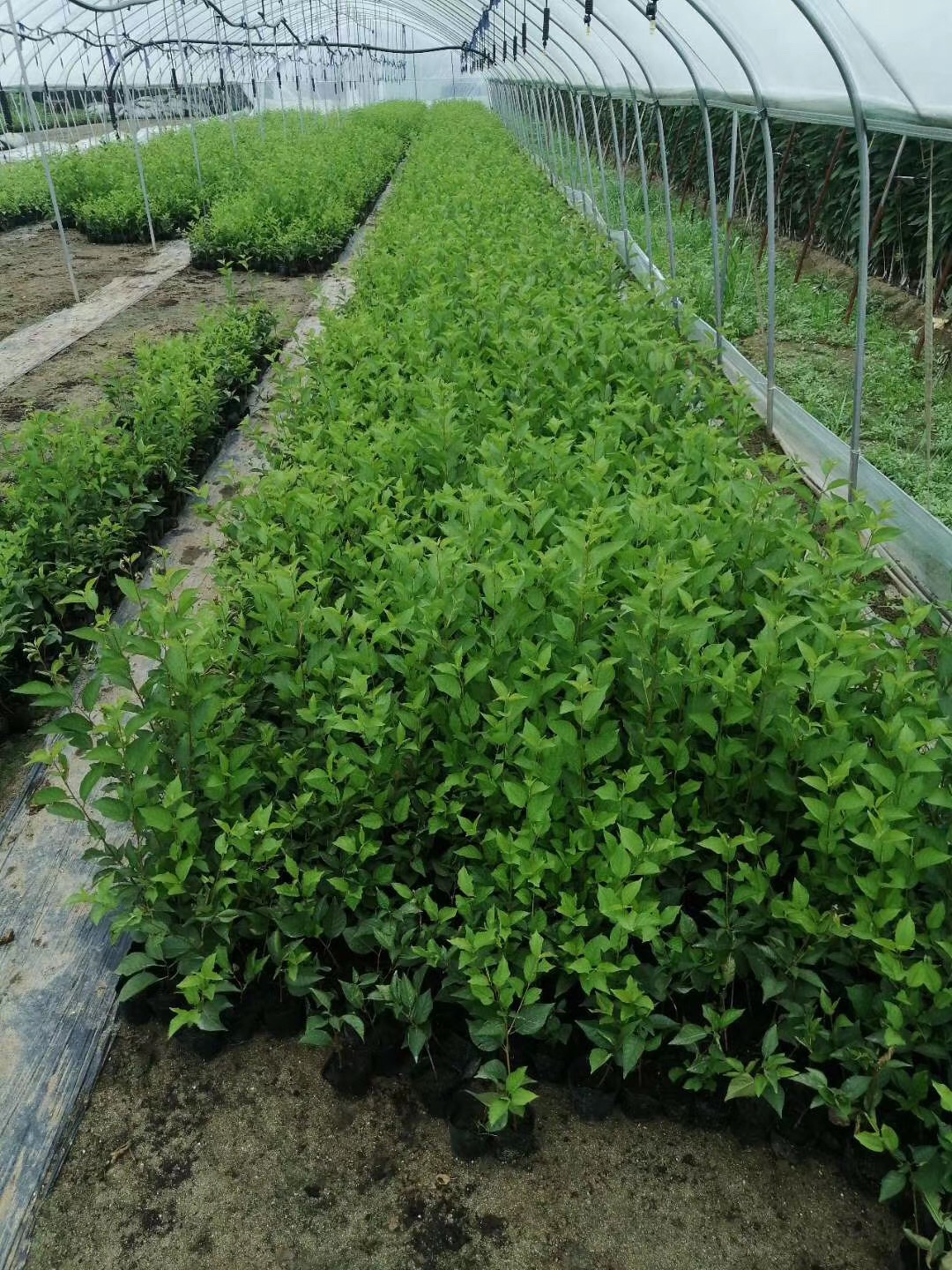 苗種植圖片/苗種植樣板圖 (2)