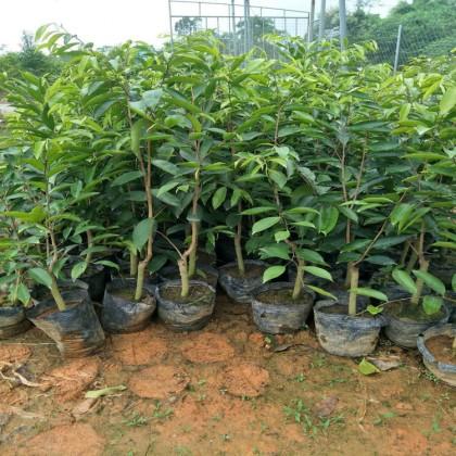 沉香中杯苗圖片/沉香中杯苗樣板圖 (4)