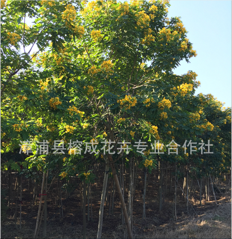 福建黃花槐樹苗基地 自家種植直銷樹苗 叢生黃花槐批發(fā)