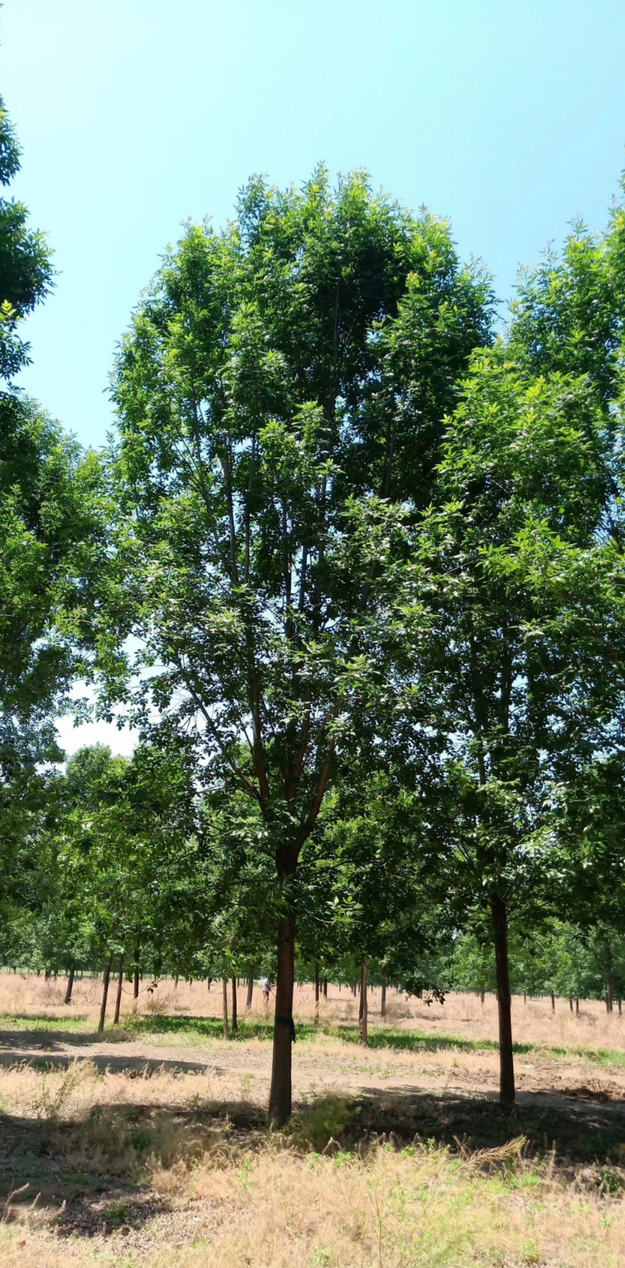白蠟樹價(jià)圖片/白蠟樹價(jià)樣板圖 (4)