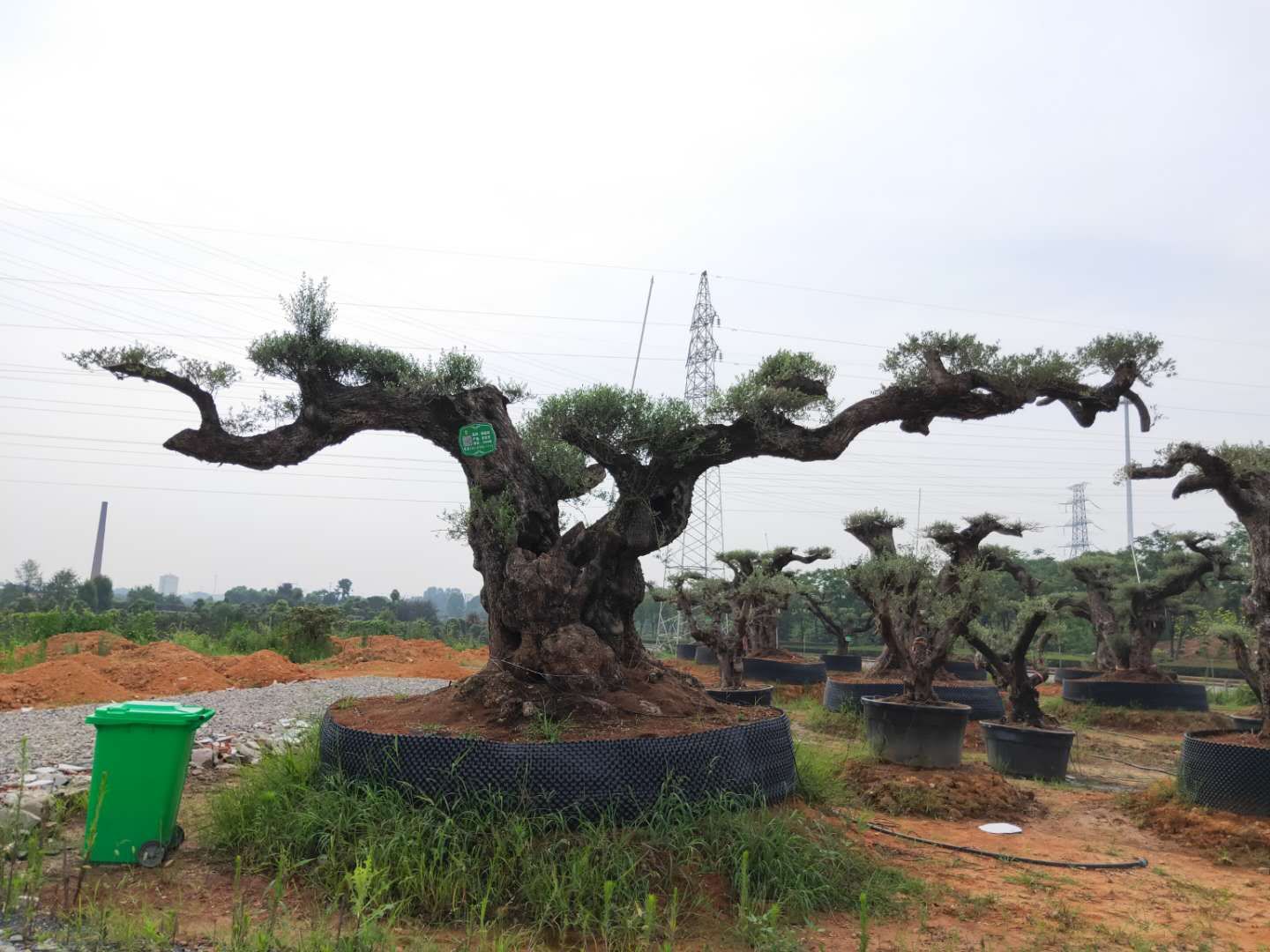 油橄欖圖片/油橄欖樣板圖 (3)