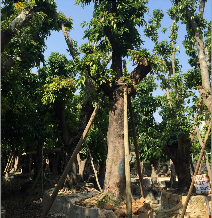 大葉榕圖片/大葉榕樣板圖 (1)