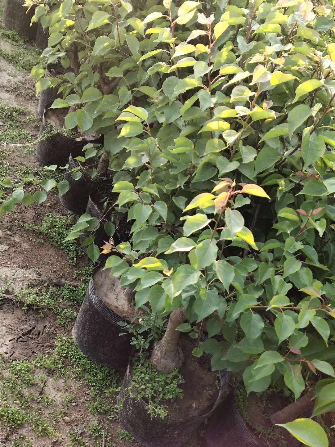 杏樹苗，山東杏樹苗哪里有賣？山東杏樹苗嫁接苗批發(fā)