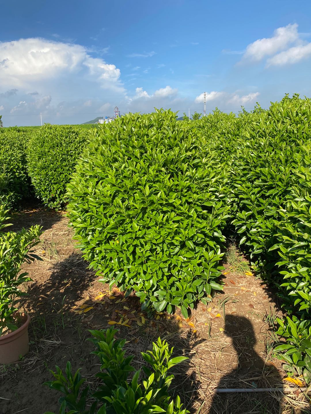 非洲茉莉球价格优惠 非洲茉莉球厂家