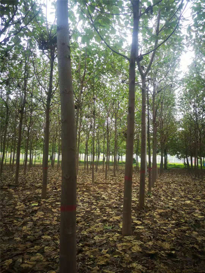 泡桐樹圖片/泡桐樹樣板圖 (2)