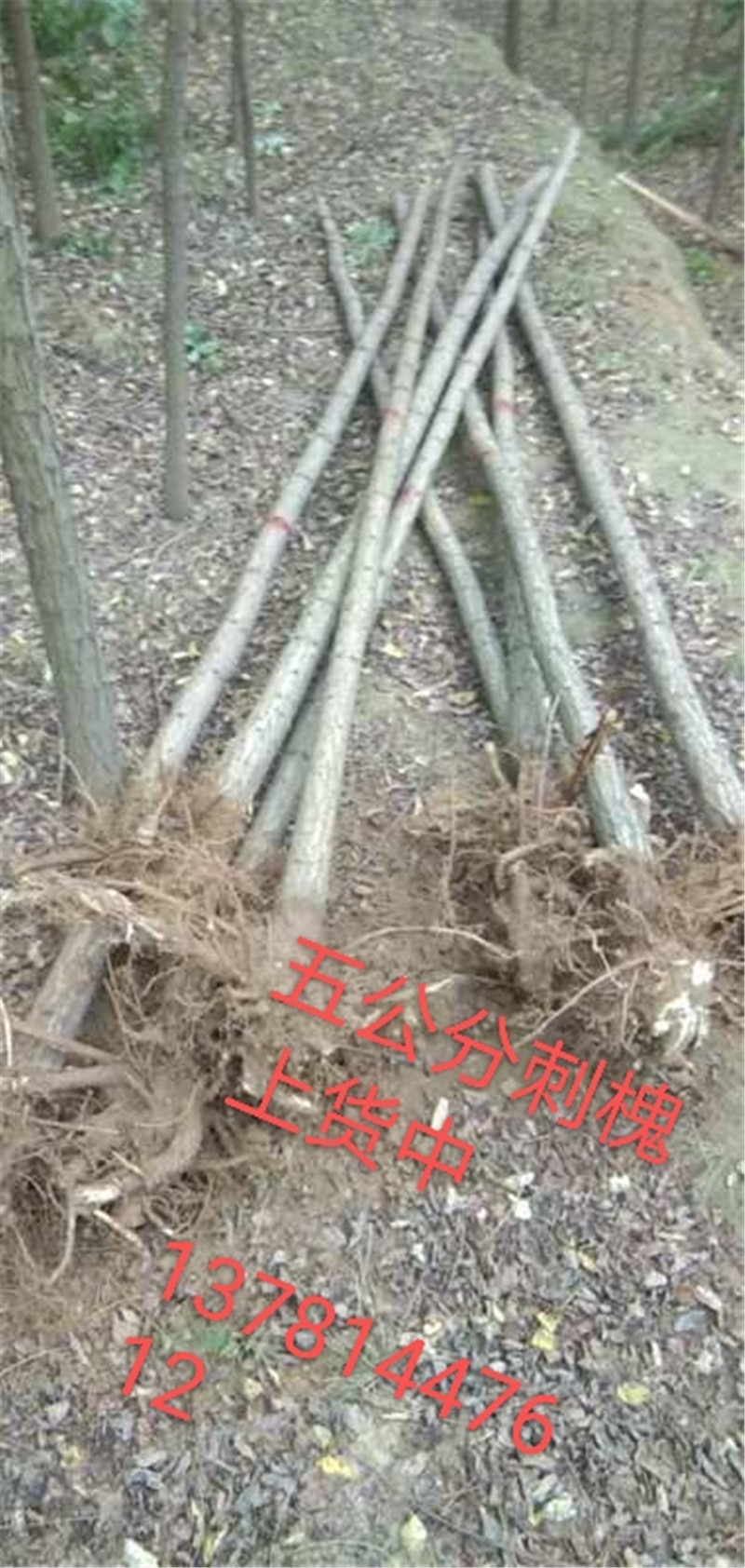 福建刺槐苗价格-批发-基地电话-种植-大量供应图片