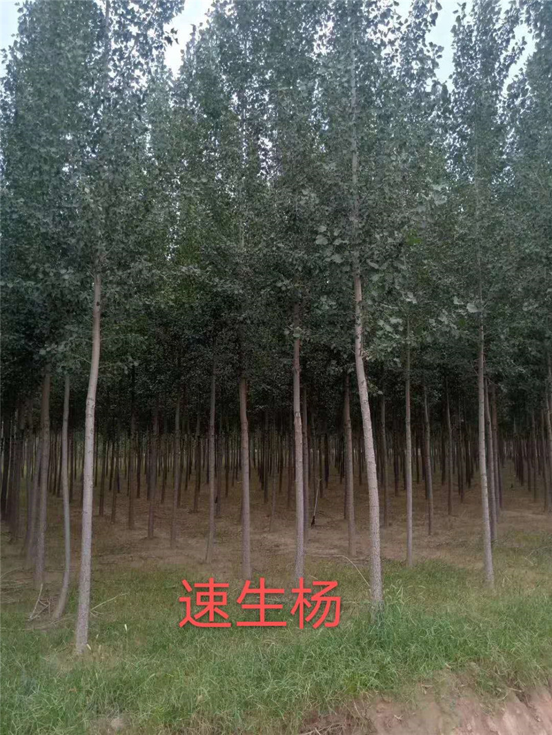 貴州楊樹苗批發(fā)、價格、哪里有賣、種植基地【河南省民權(quán)縣紫穗槐速生楊培育基地】