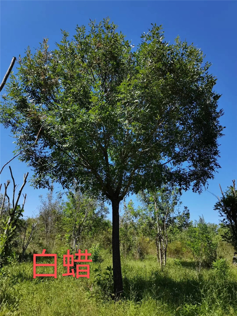 白臘樹苗圖片/白臘樹苗樣板圖 (4)