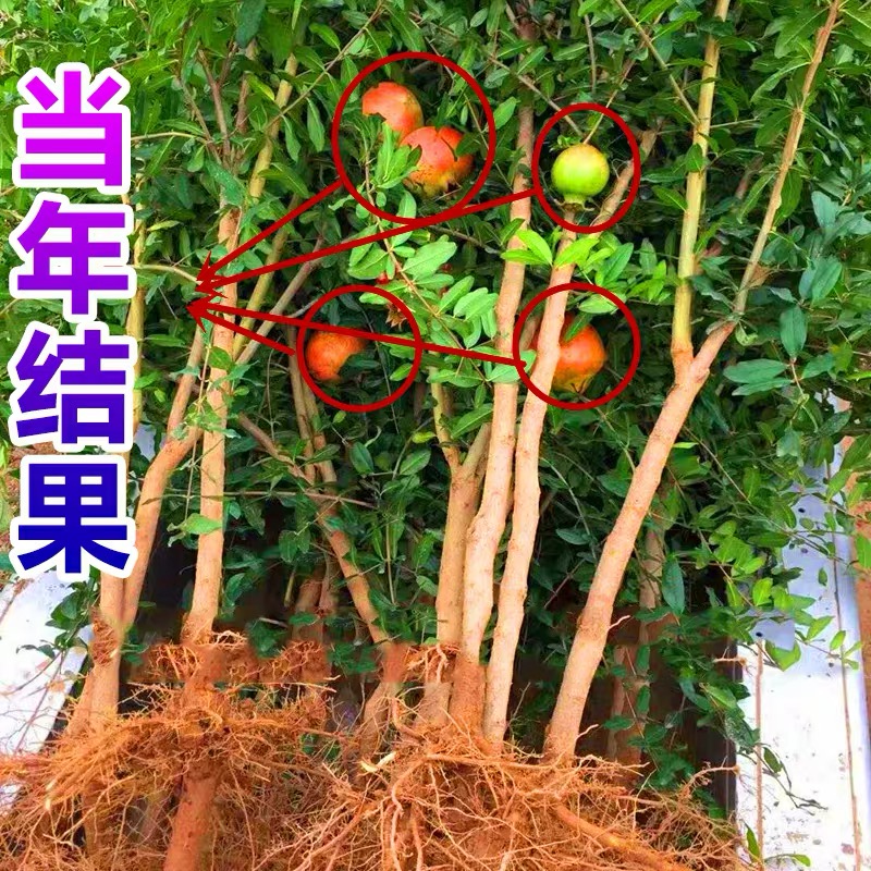 石榴圖片/石榴樣板圖 (2)