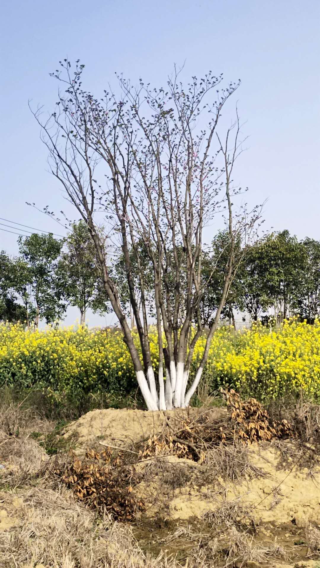 荆州巨紫荆基地、多少公分、价格、批发、供应商【荆州区绿韵苗木种植经营部】