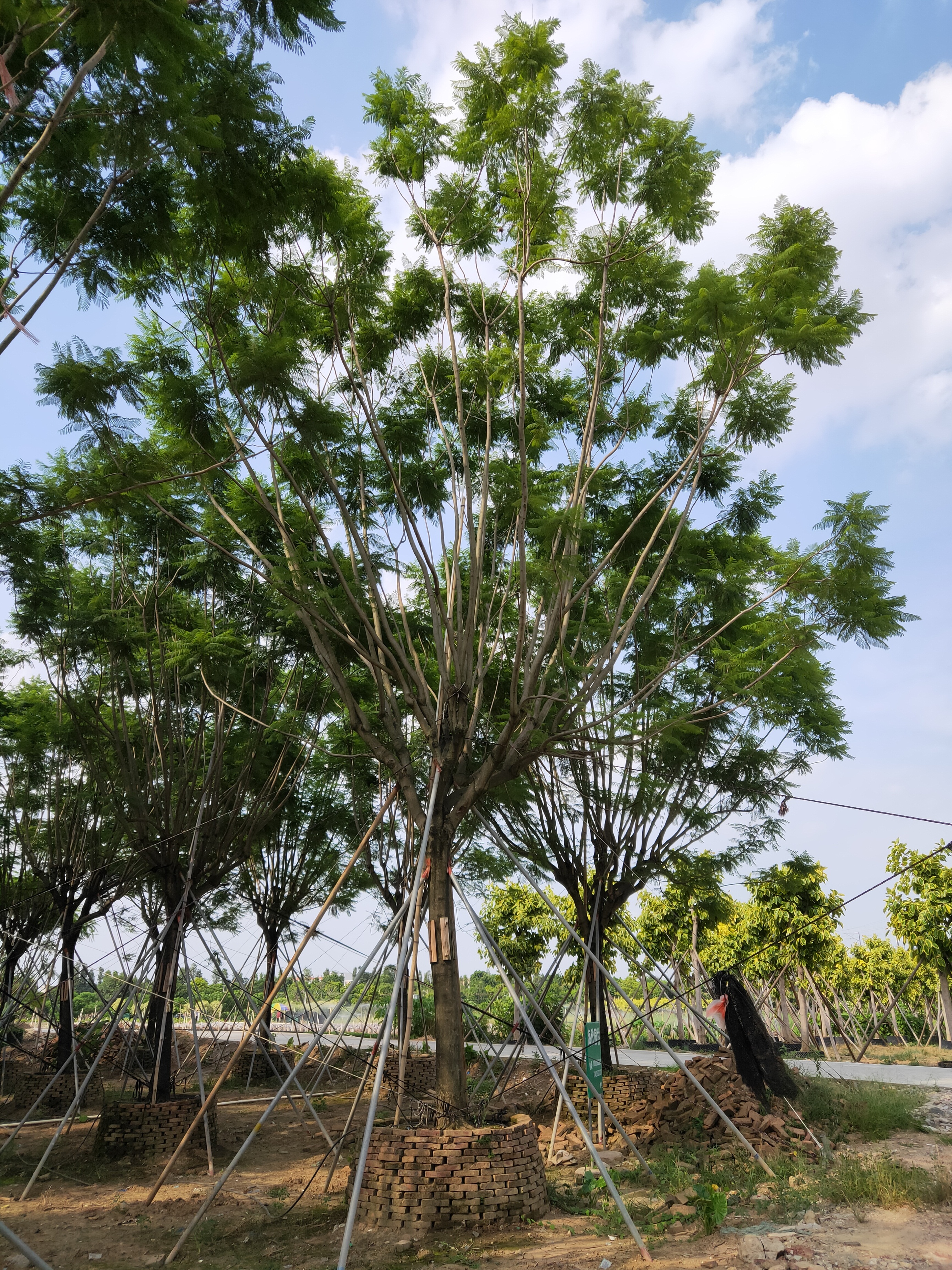 20公分蓝花楹价格 精品蓝花楹 蓝花楹基地 绿化苗木蓝花楹图片