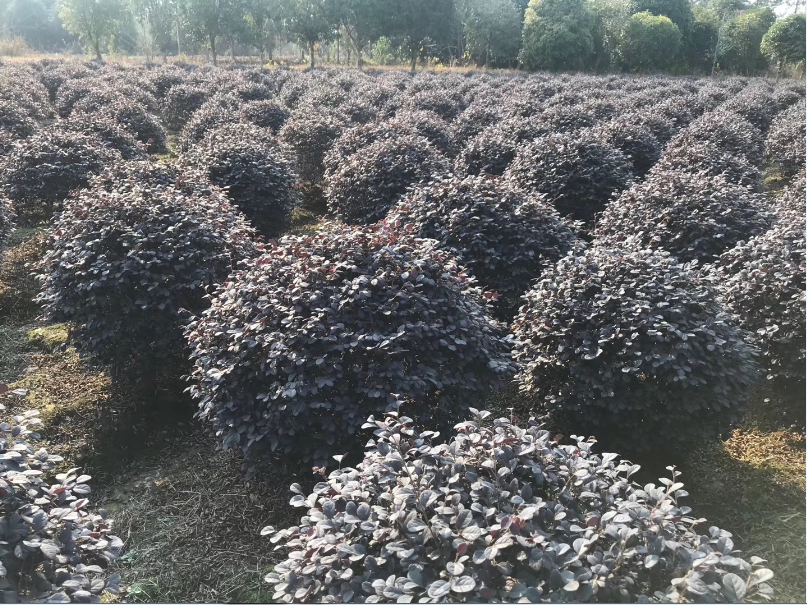 湖北紅花繼木球基地 、價(jià)格、  供應(yīng)、批發(fā)【金華市清萌園林綠化有限公司】