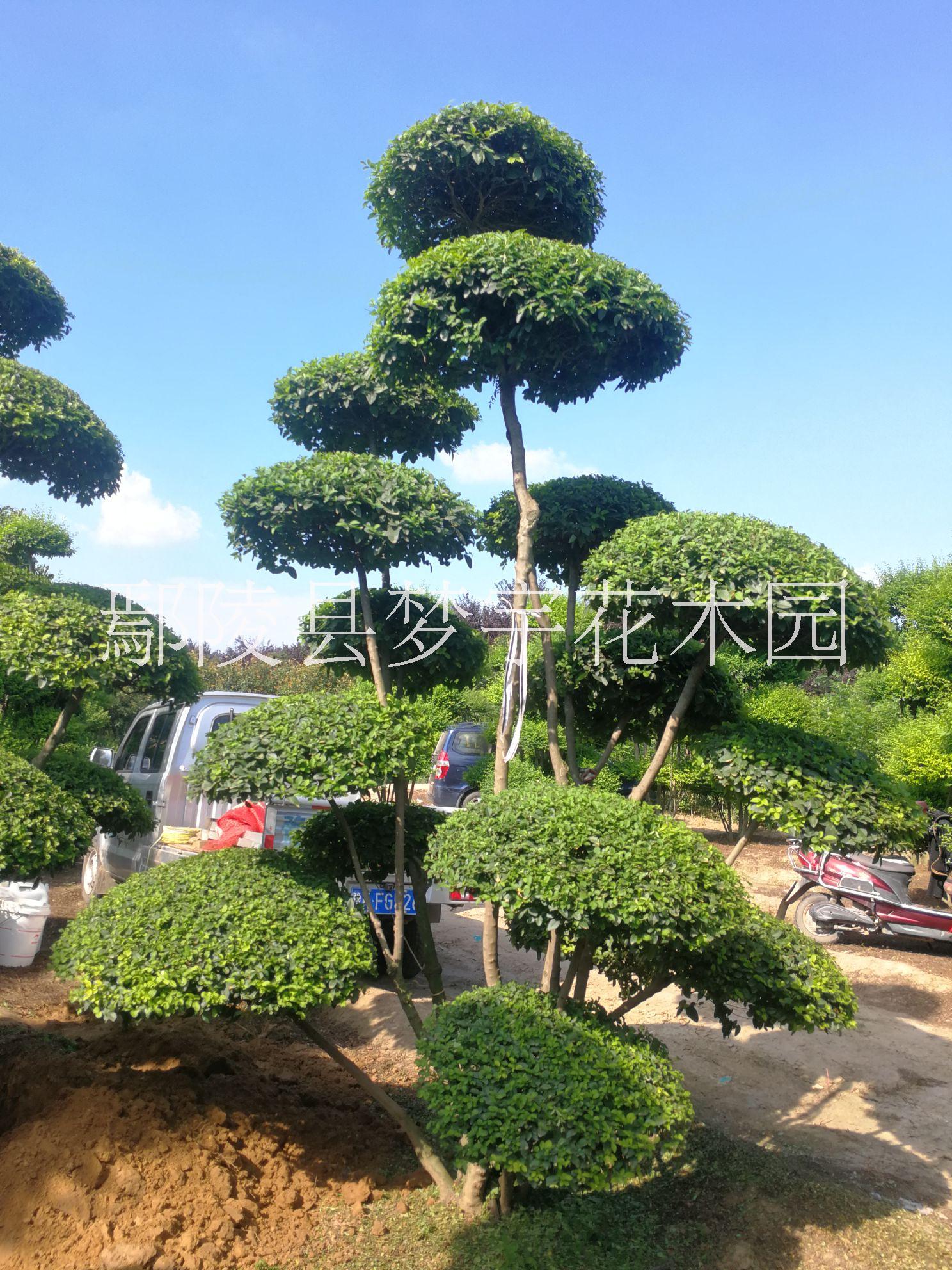 鄢陵植物造型树供应商 植物造型树基地 鄢陵植物造型树 河南鄢陵植物造型树厂家图片