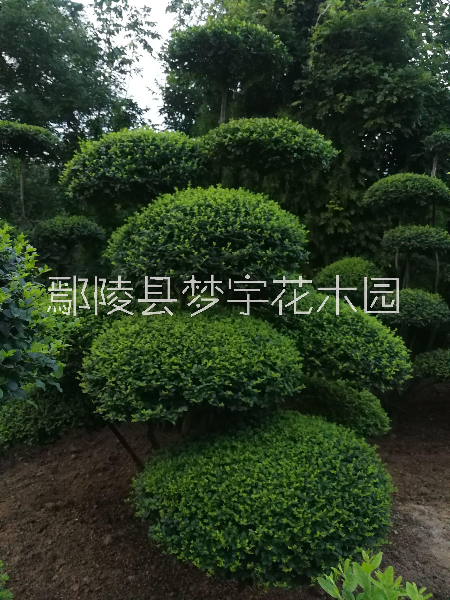 造型小葉女貞圖片/造型小葉女貞樣板圖 (3)