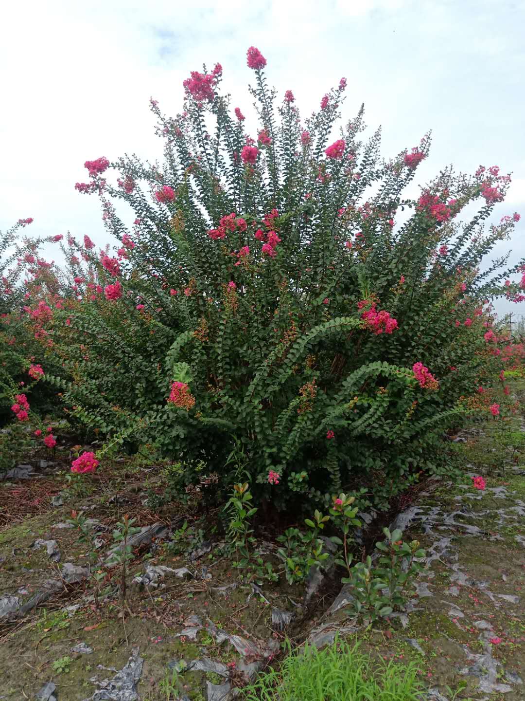 丛生紫薇基地 丛生紫薇批发价格图片