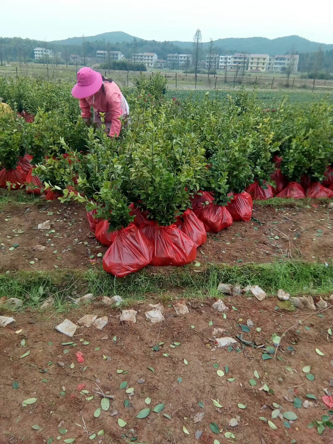 長林53號油茶苗圖片/長林53號油茶苗樣板圖 (4)