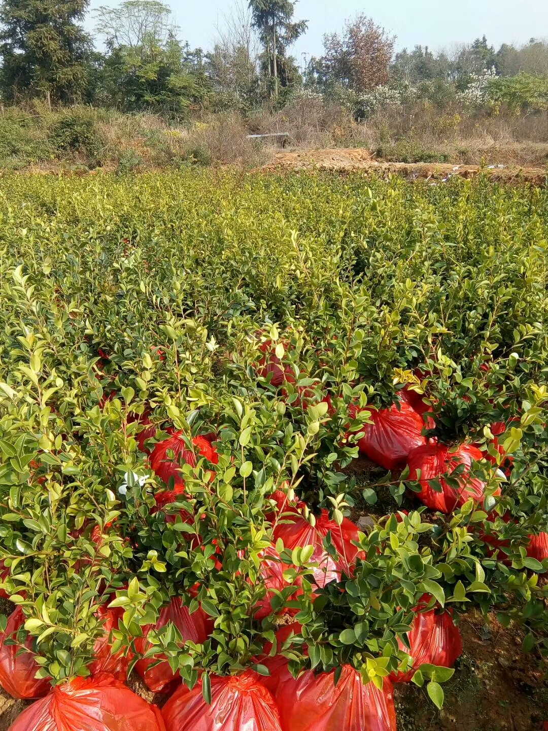 湖南油茶籽批发、价格、种植基地【丰城市白土镇岗下高产油茶专业合作社】图片