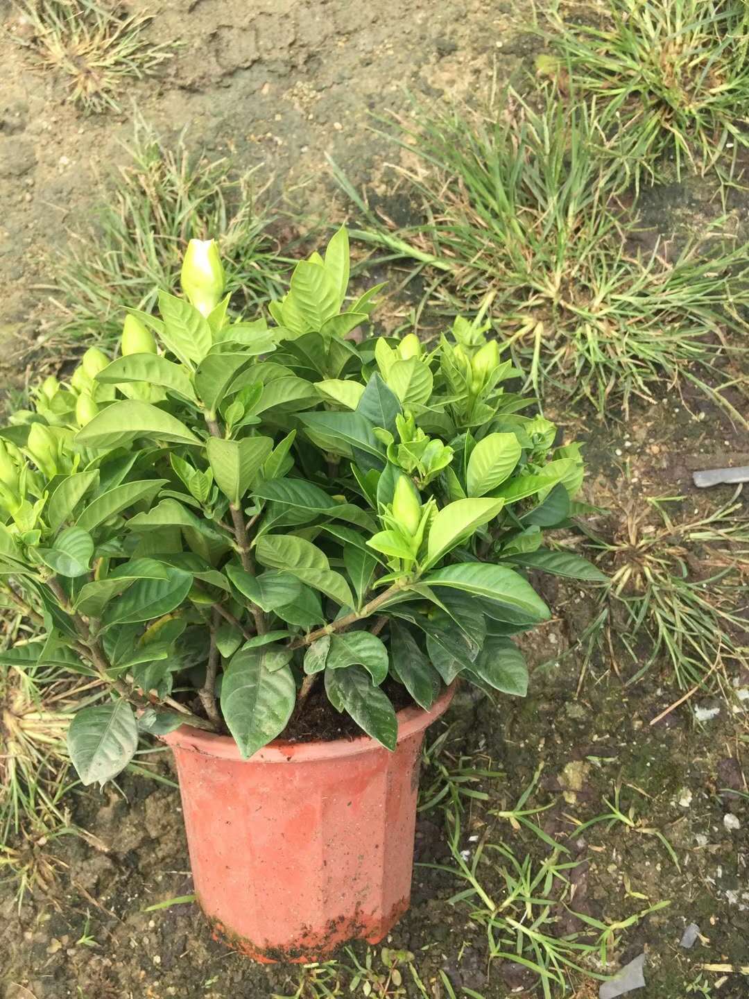 230#小葉梔子花養(yǎng)殖方法  小葉梔子花供貨商  小葉梔子花批發(fā)價(jià)格