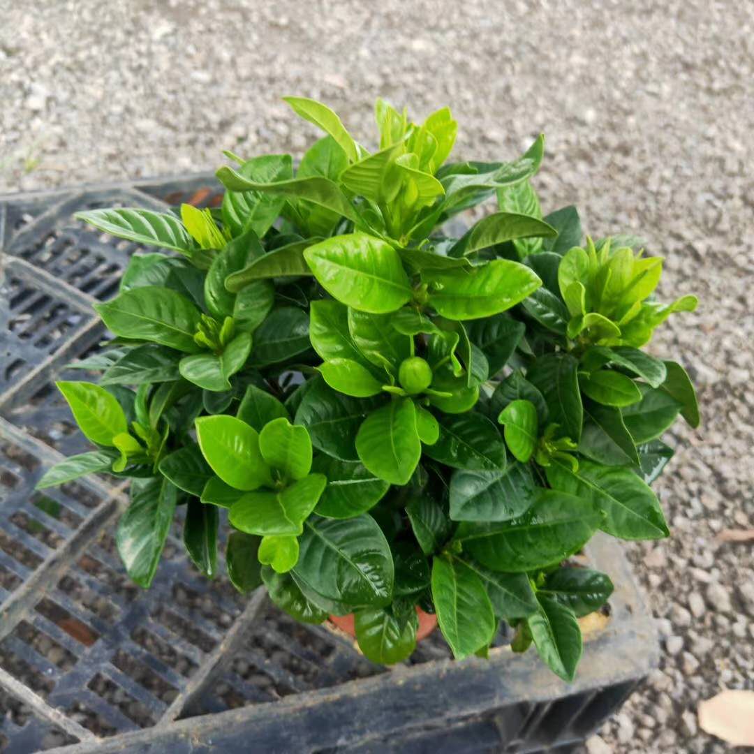 90#小葉梔子花小苗圖片/90#小葉梔子花小苗樣板圖 (2)