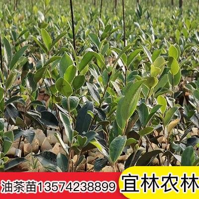 四川良种油茶苗培育基地-四川良种油茶苗销售-四川良种油茶苗价钱