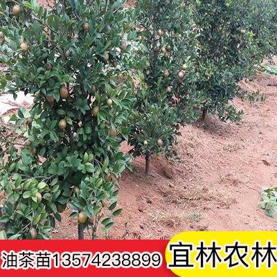 高產(chǎn)油茶苗圖片/高產(chǎn)油茶苗樣板圖 (1)
